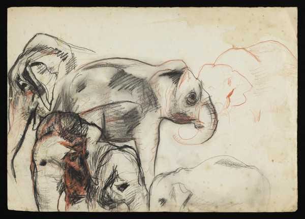 ‘Sketch of elephants