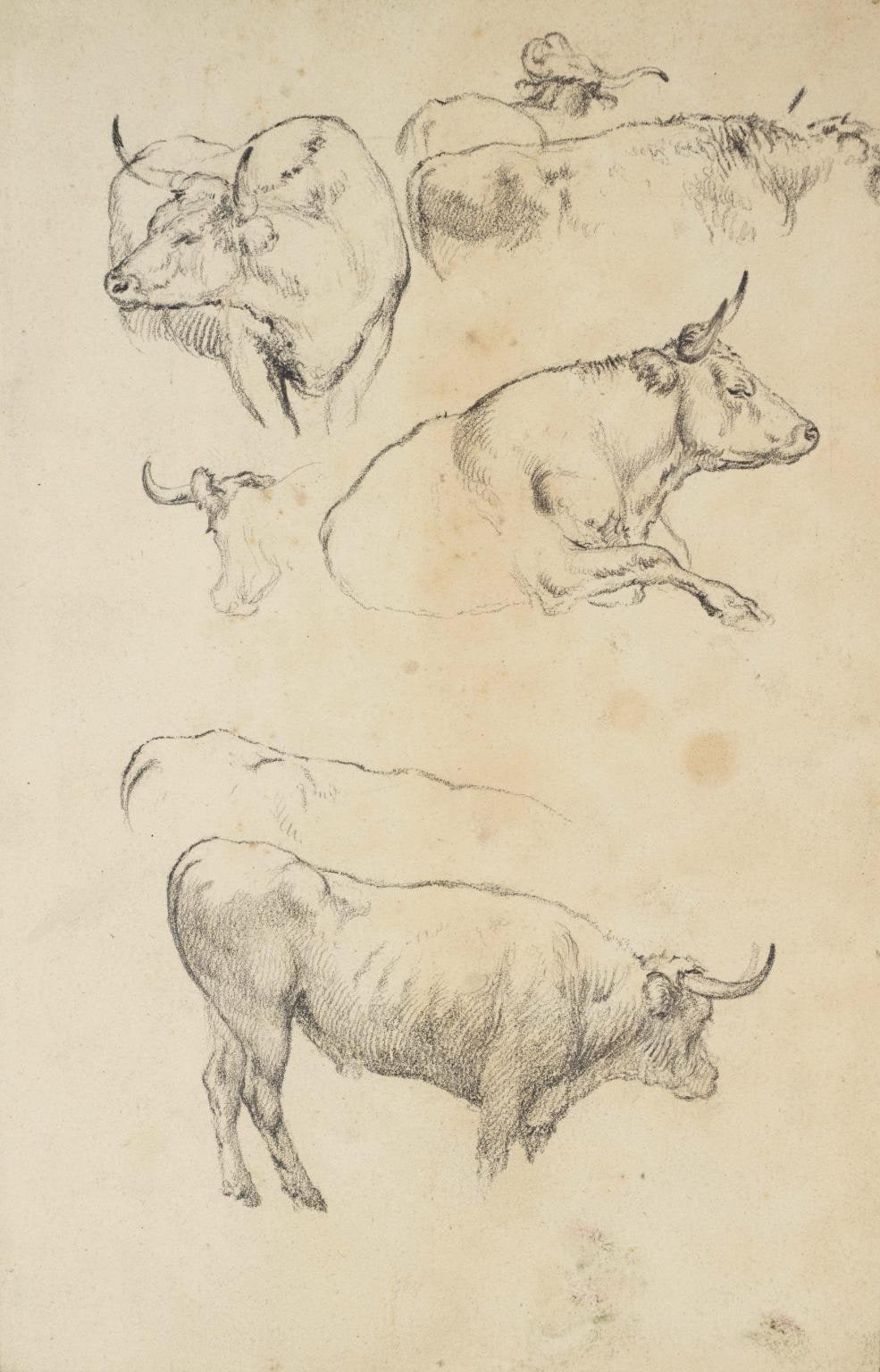 Study of Cows