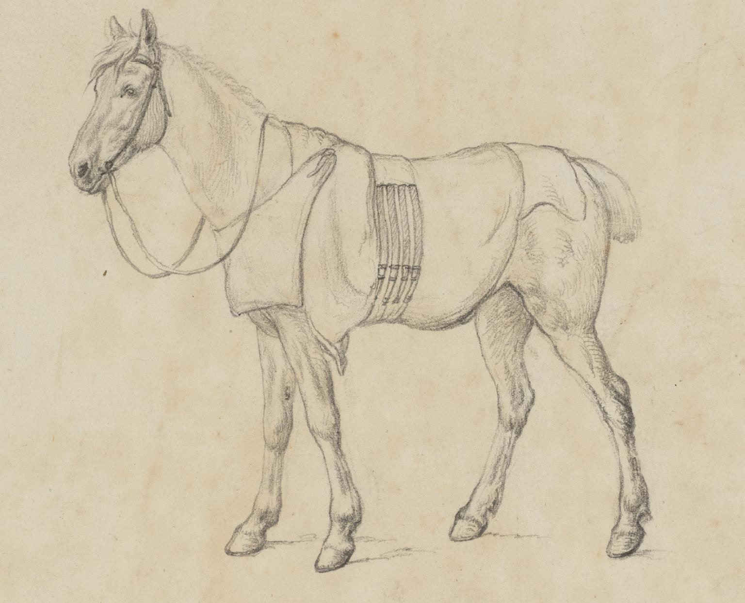 Study of a Horse