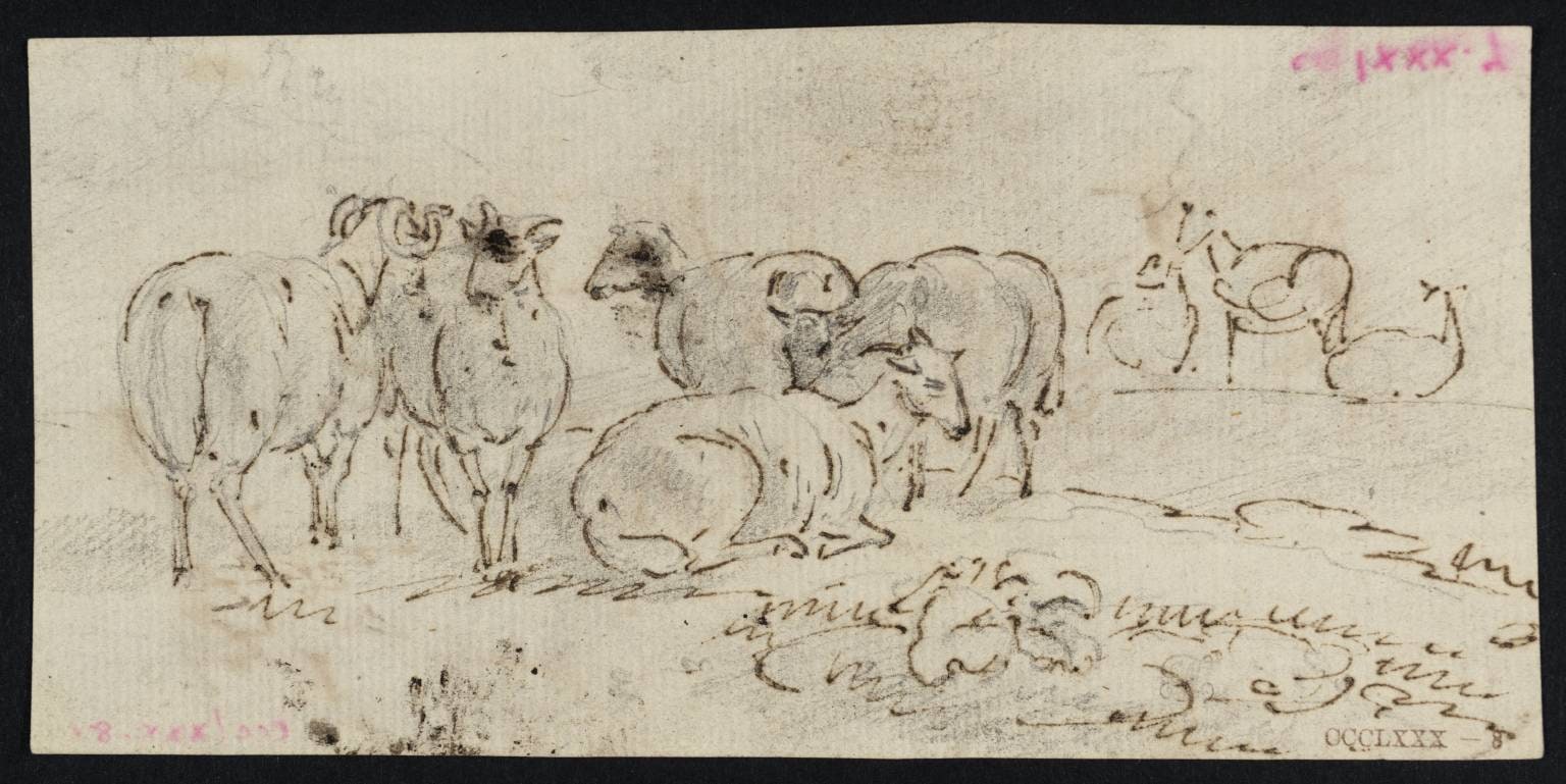 Study of a Group of Goats