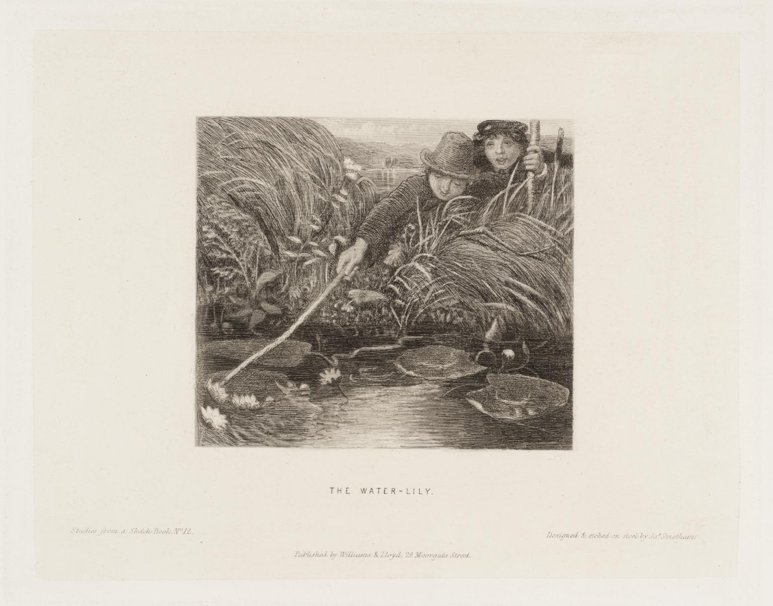 The Water-Lily