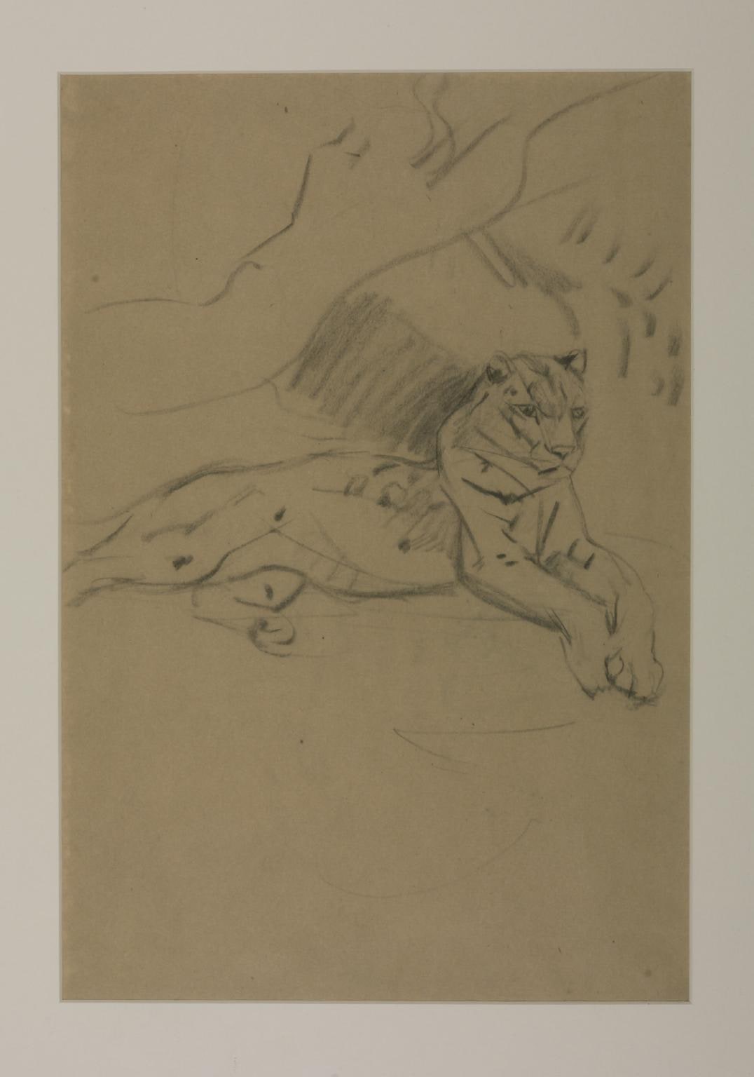 Tiger Lying Down