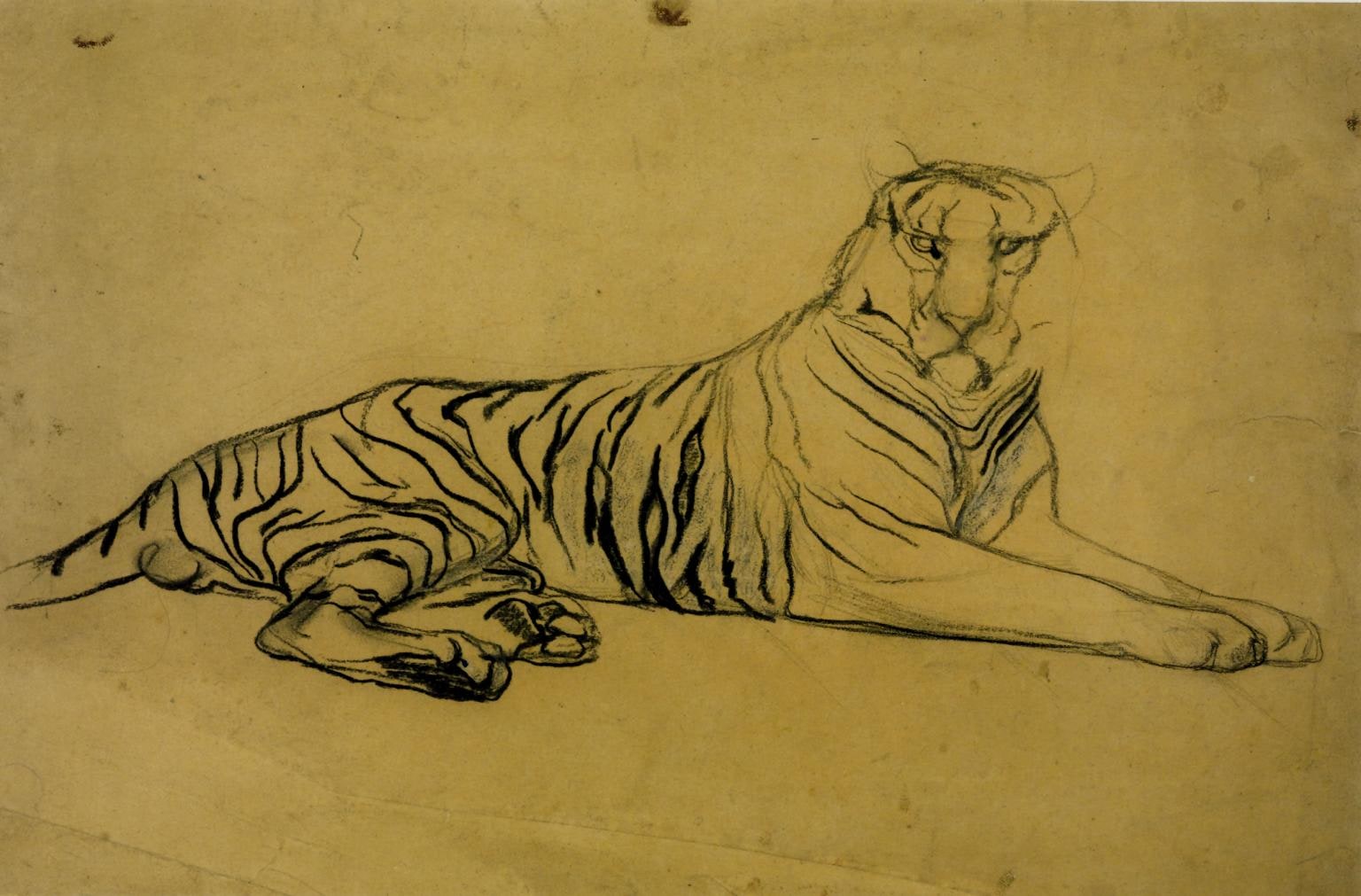 Tiger Lying Down with Head Raised
