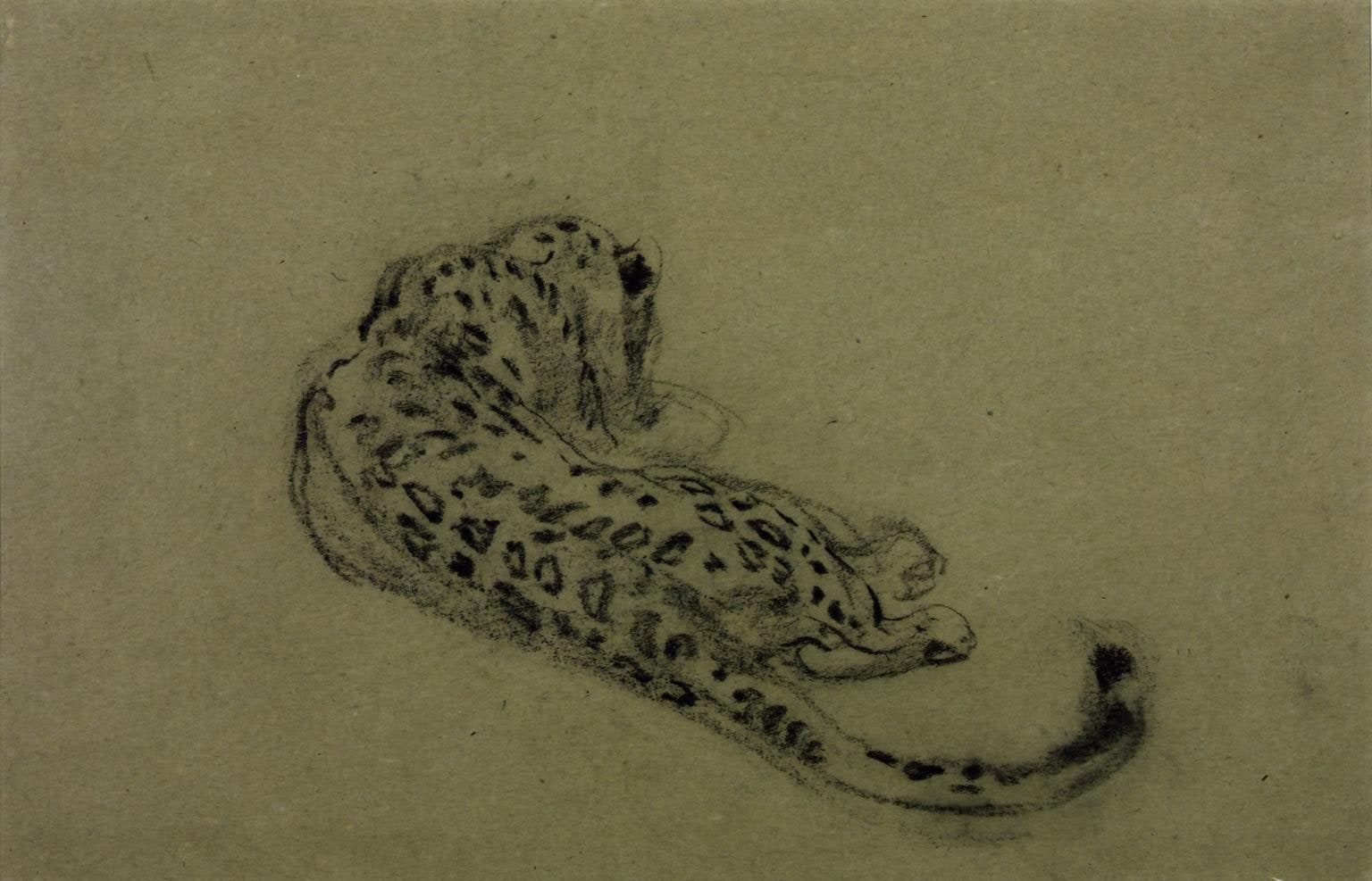 Back View of a Leopard Lying Down