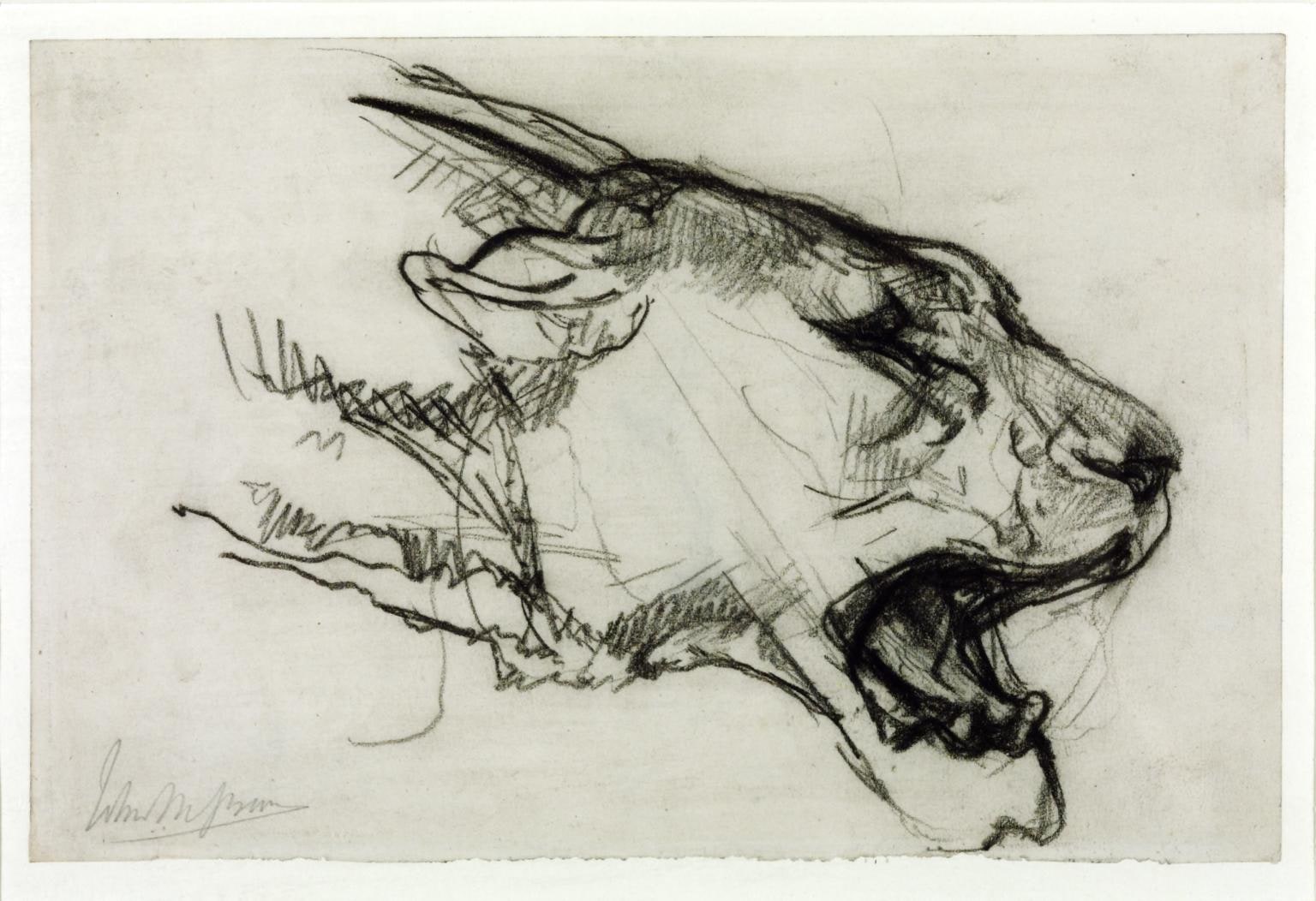 Head of a Lioness