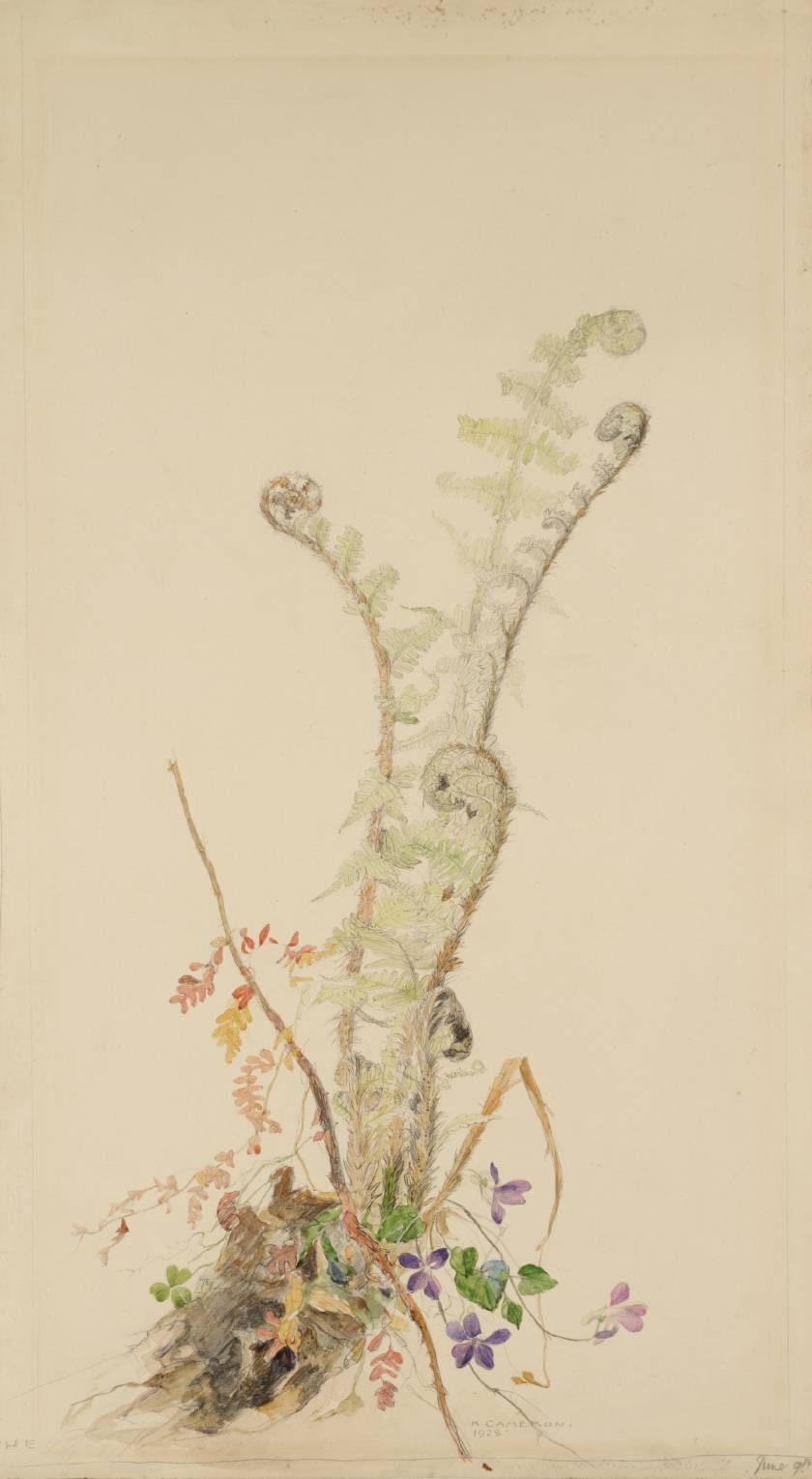 The Mountain Fern