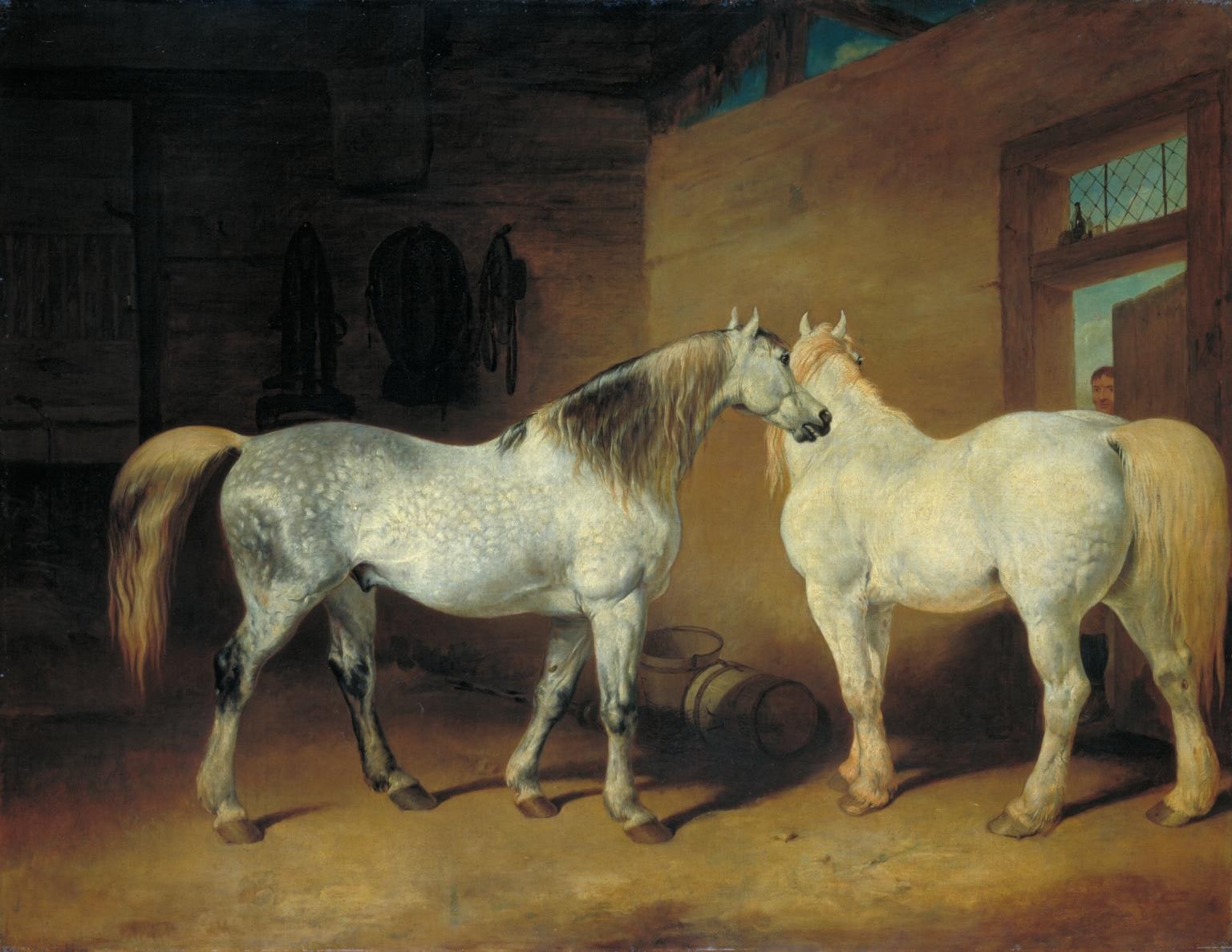 Draught Horses