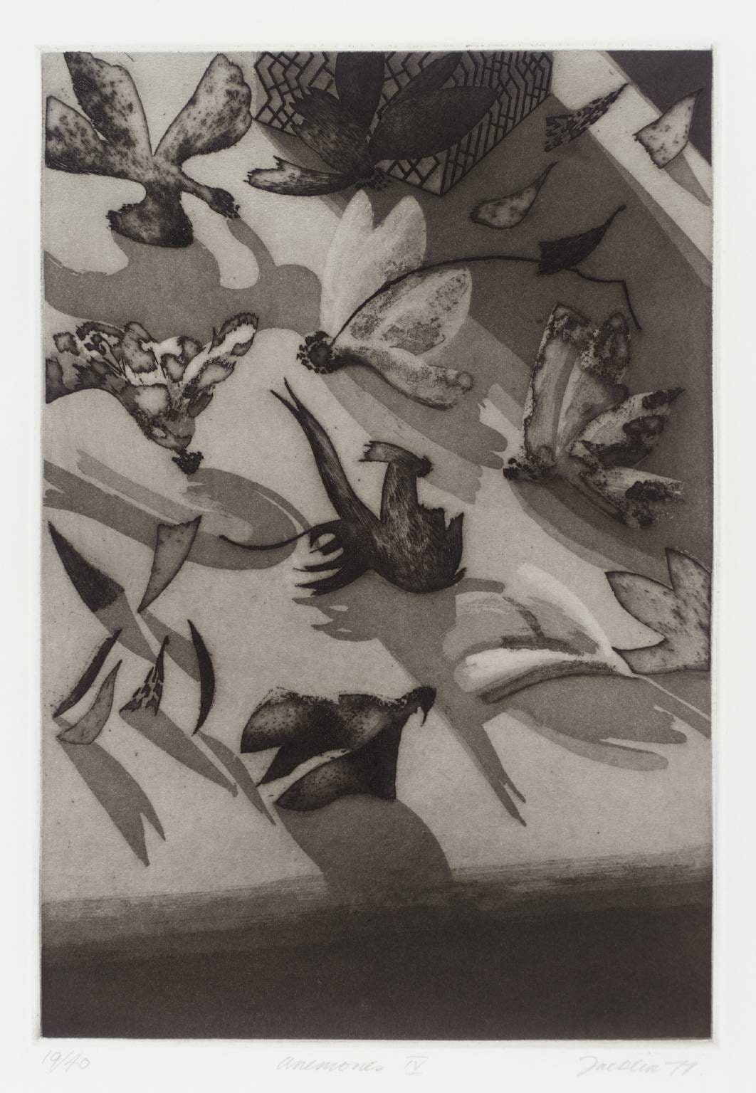 Anemones IV