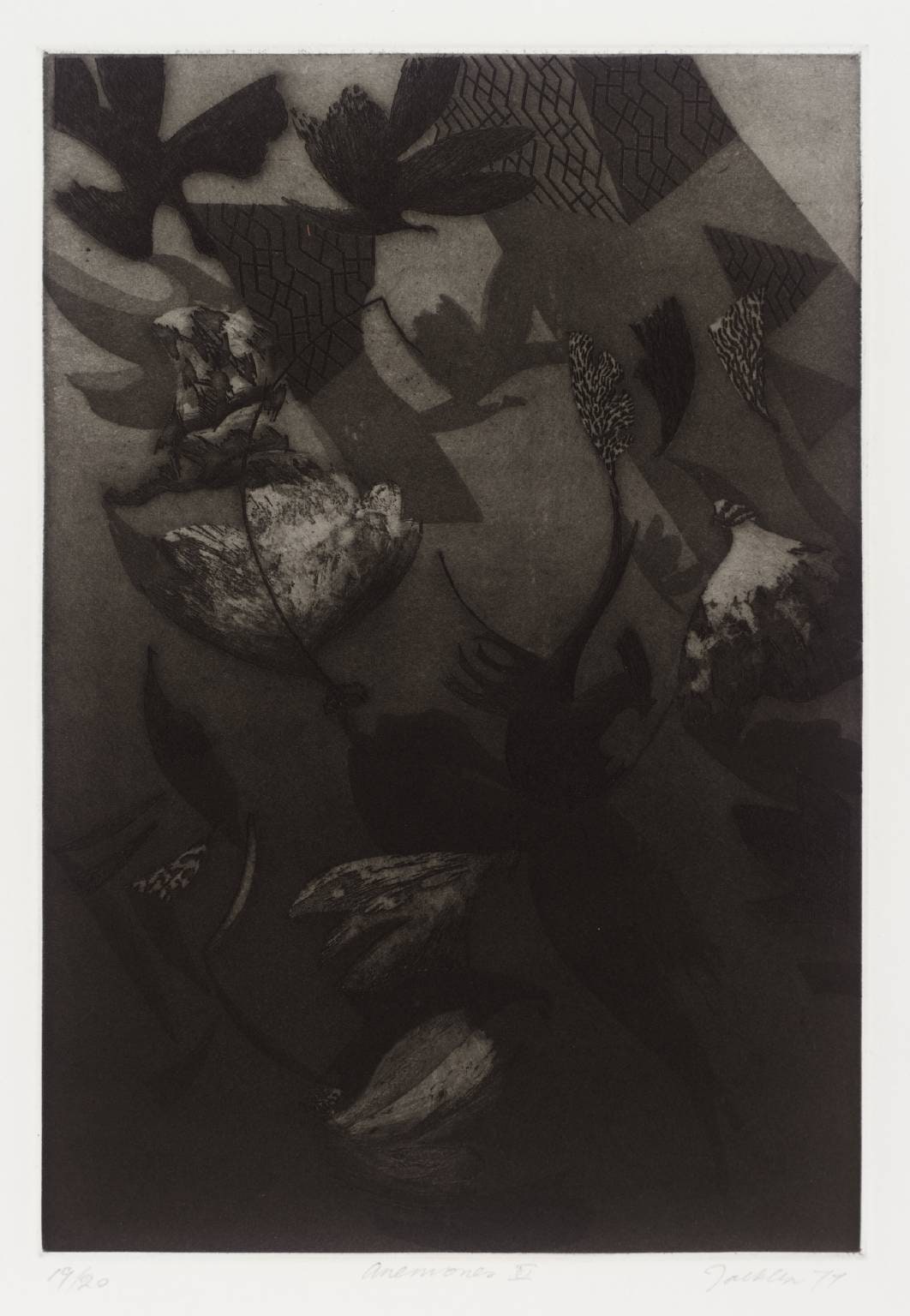 Anemones V