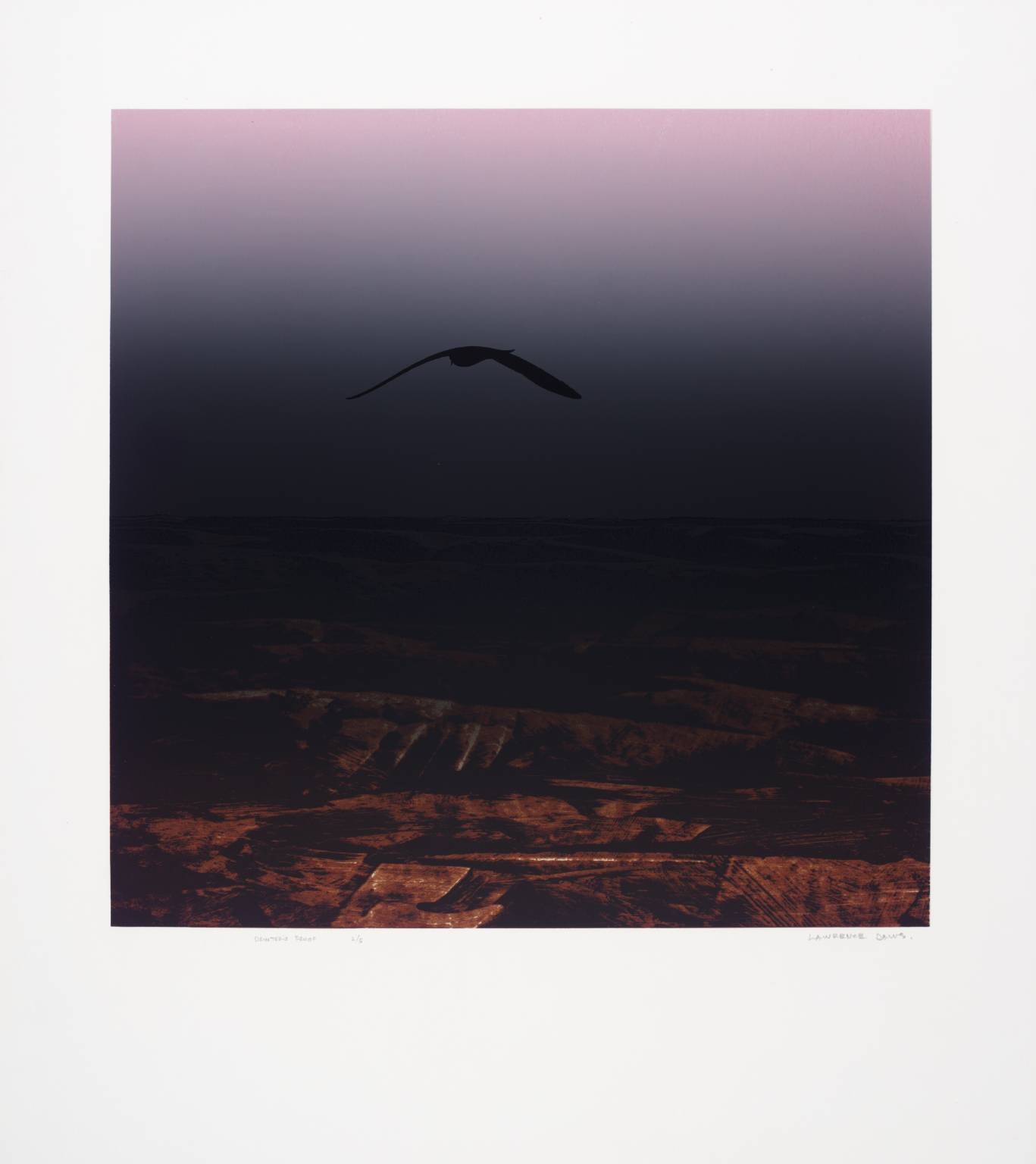 Omen Bird