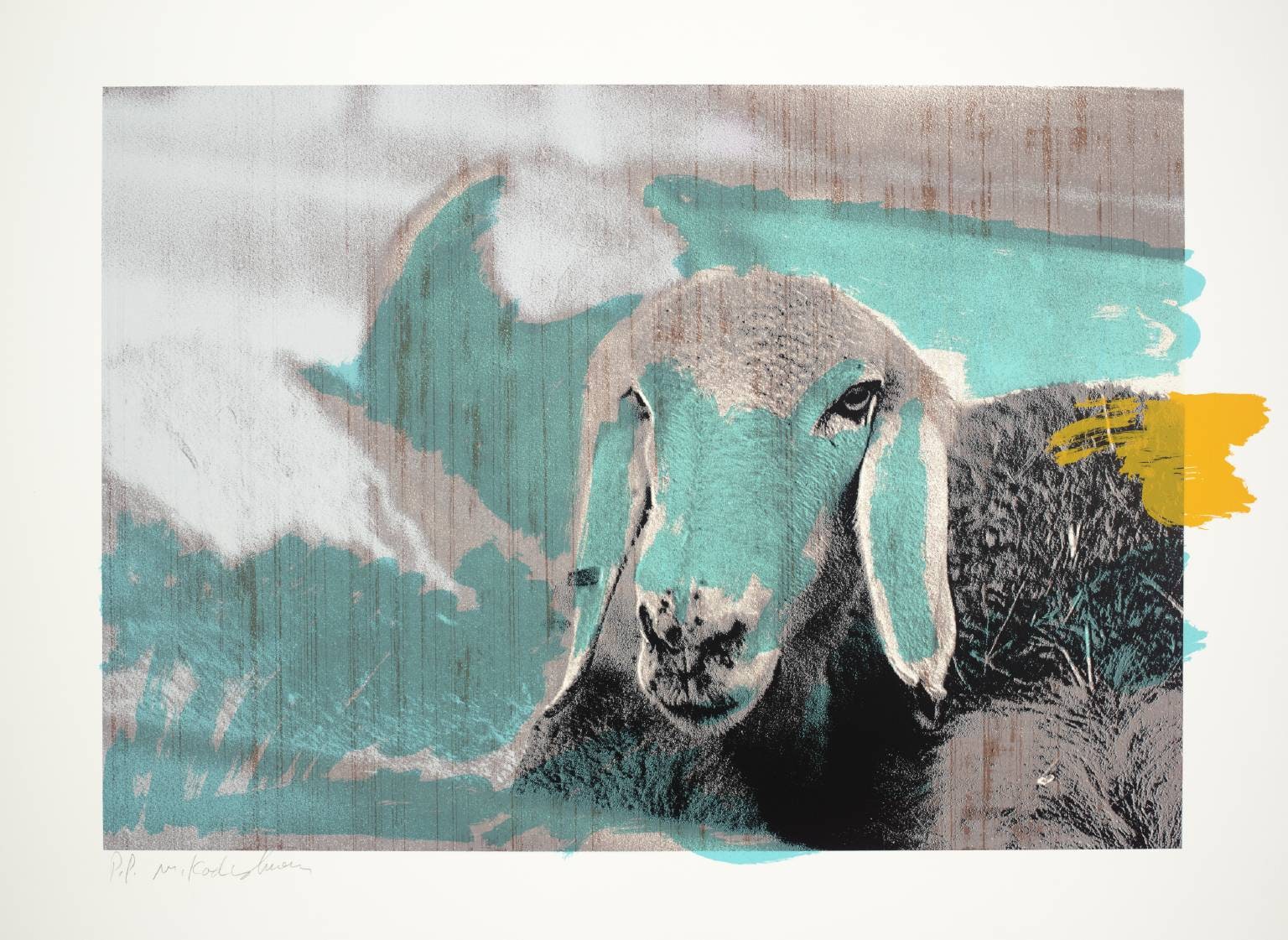 Sheep Head A