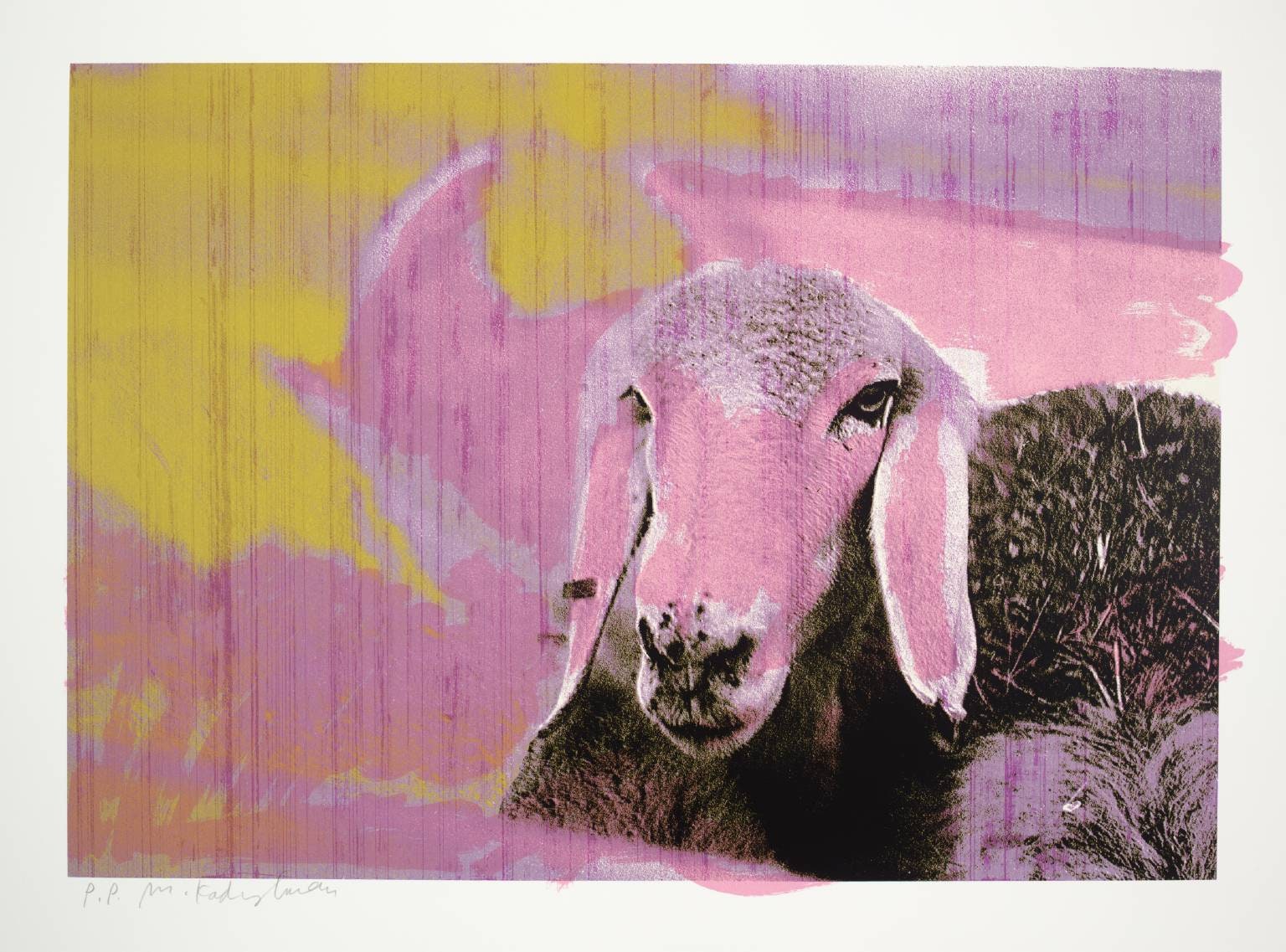 Sheep Head B
