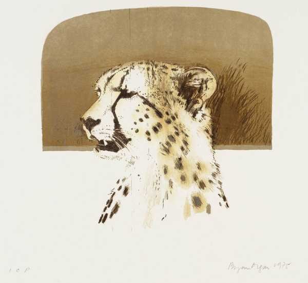 4. Cheetah
