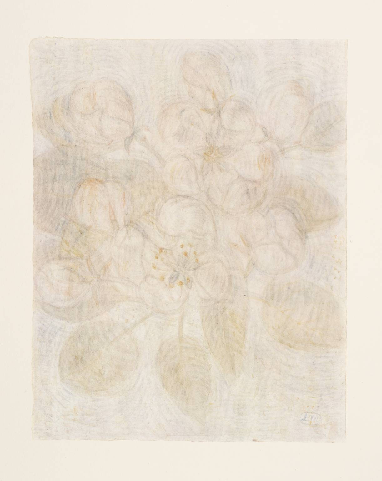 Apple Blossom II