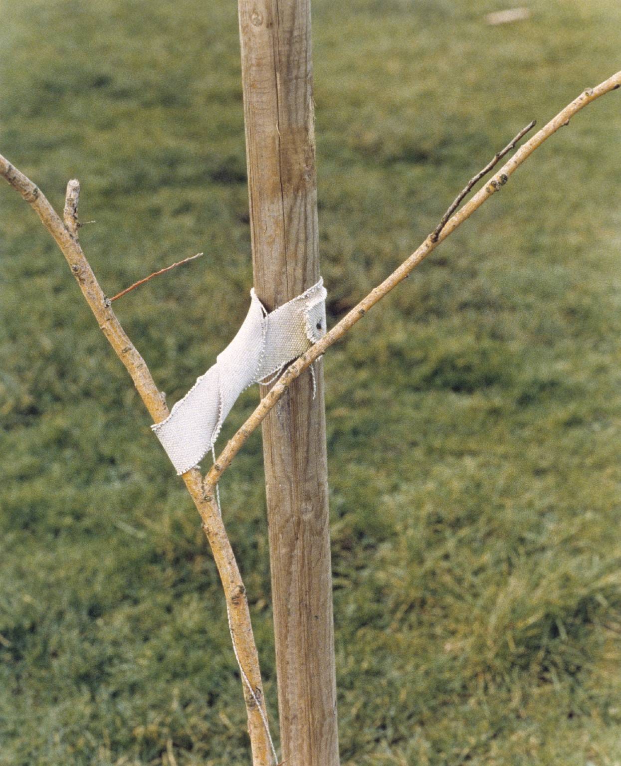 A Sapling Held by a Post