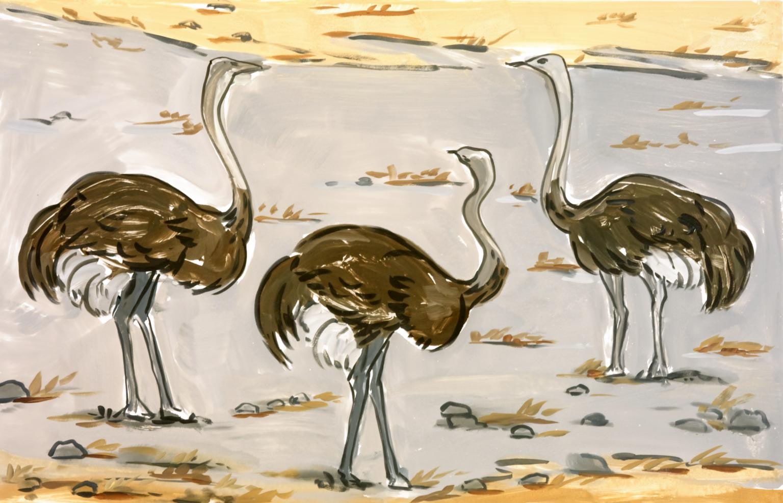 Ostriches