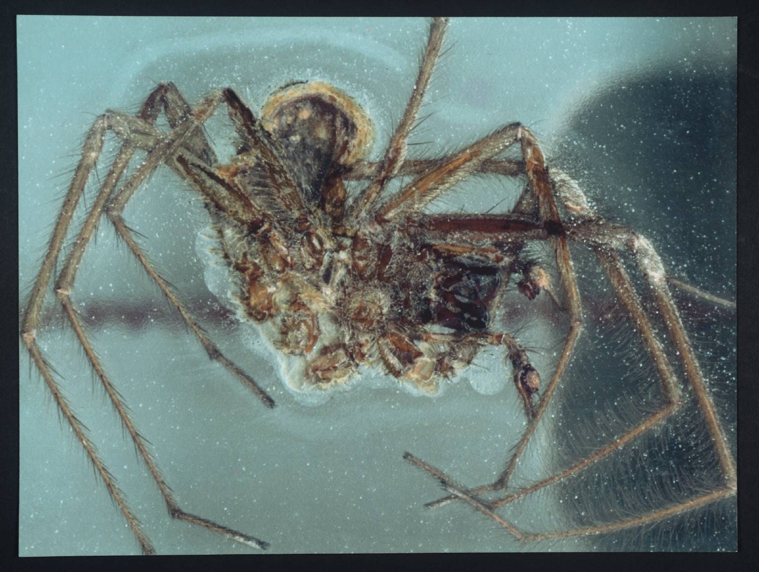 The Spider that Died in the Tower of London