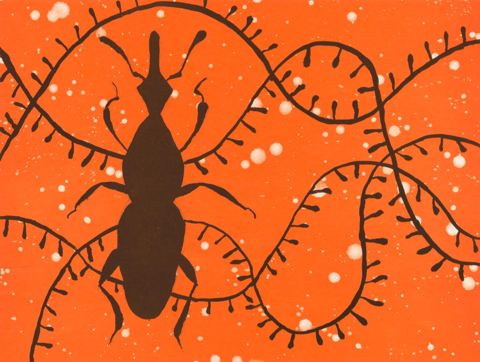Grain Weevil