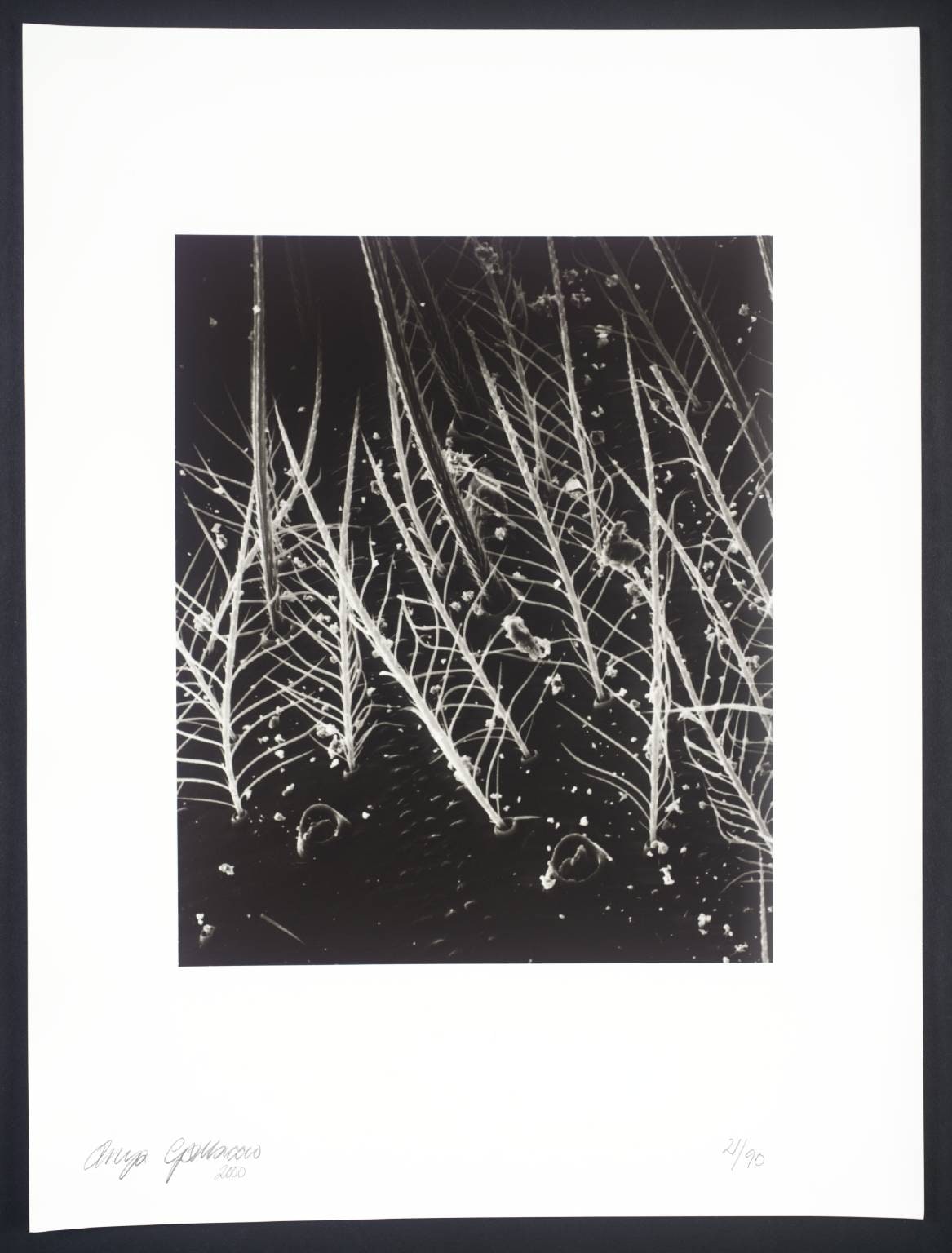 Spider’s Leg at 400 x