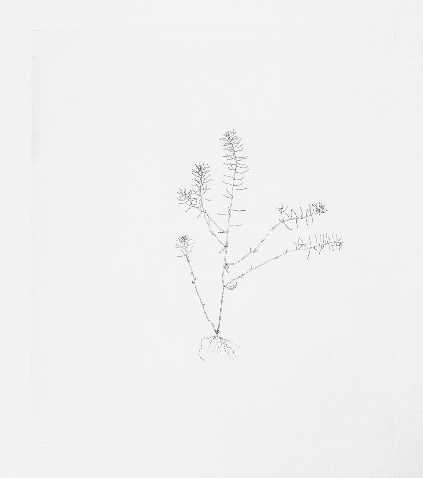 Thale Cress