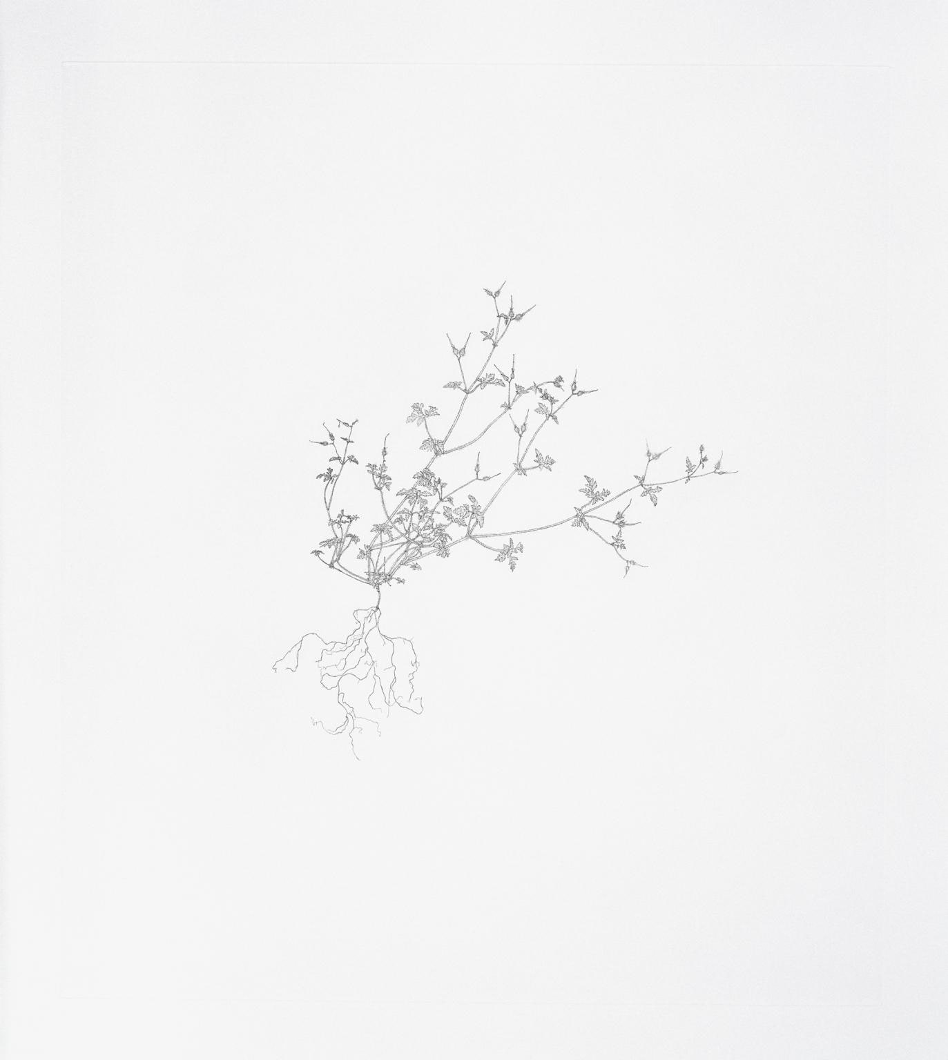 Herb Robert