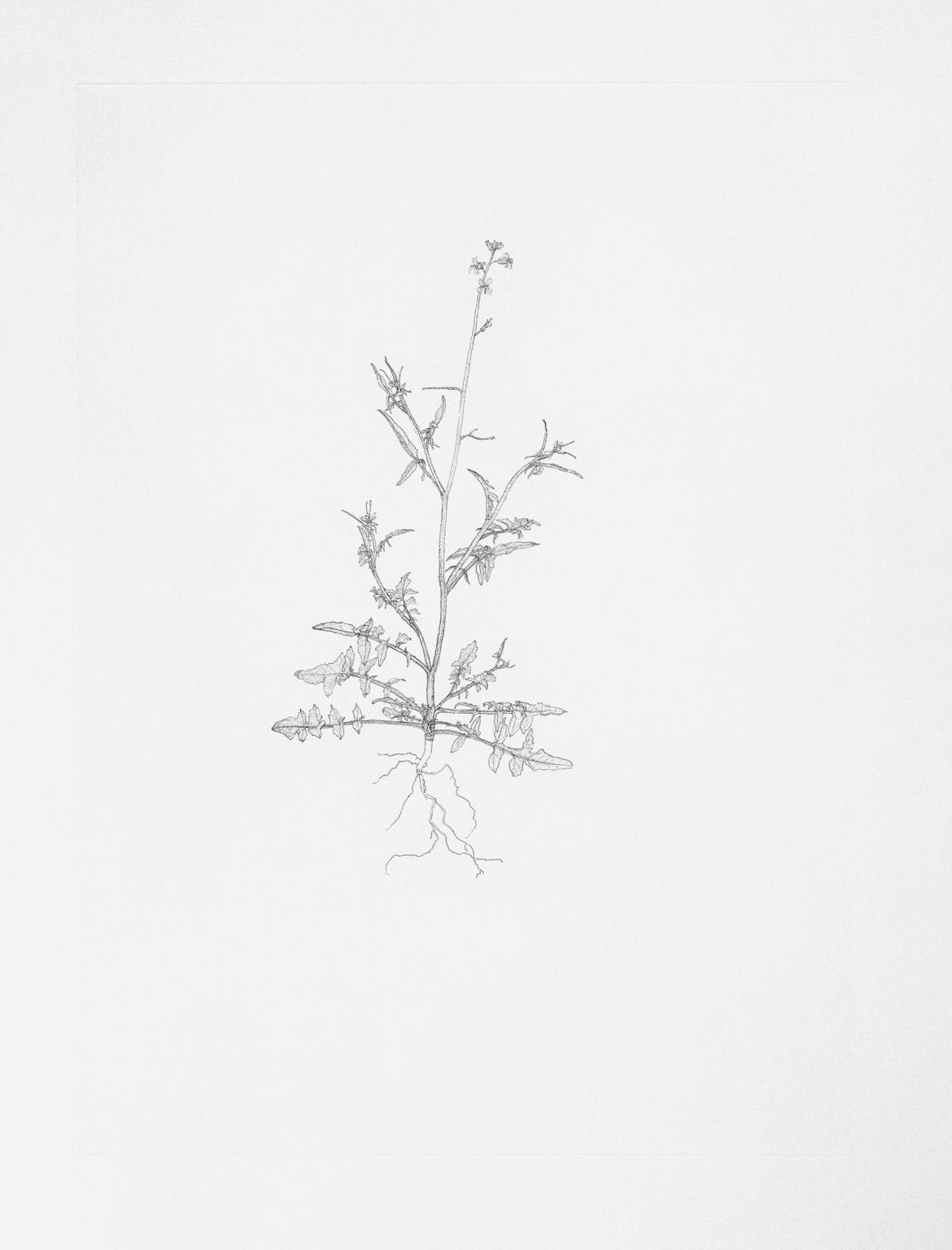 Annual Wall Rocket