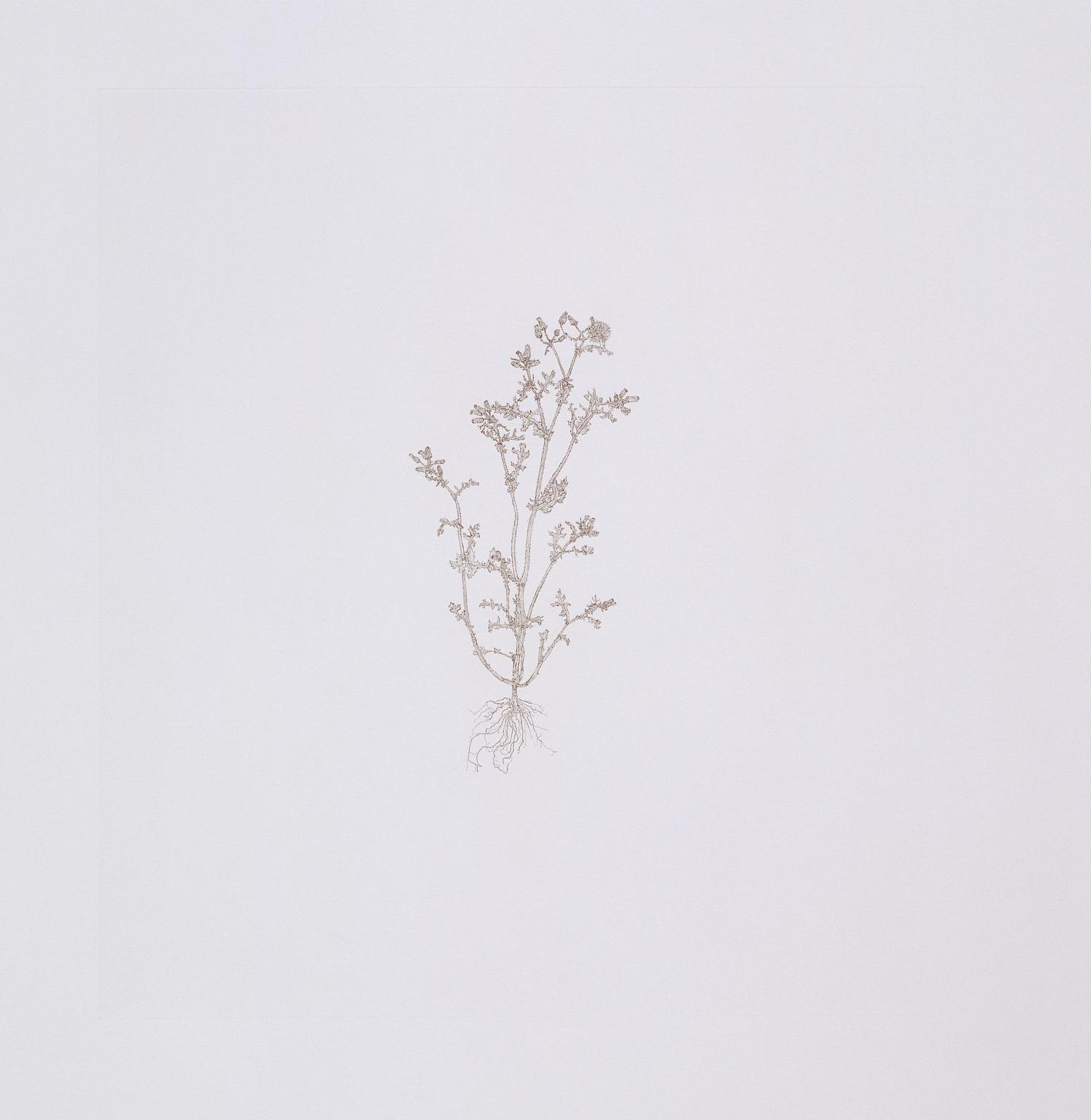 Common Groundsel 2