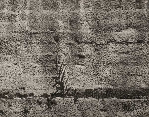Untitled (Plant and wall)