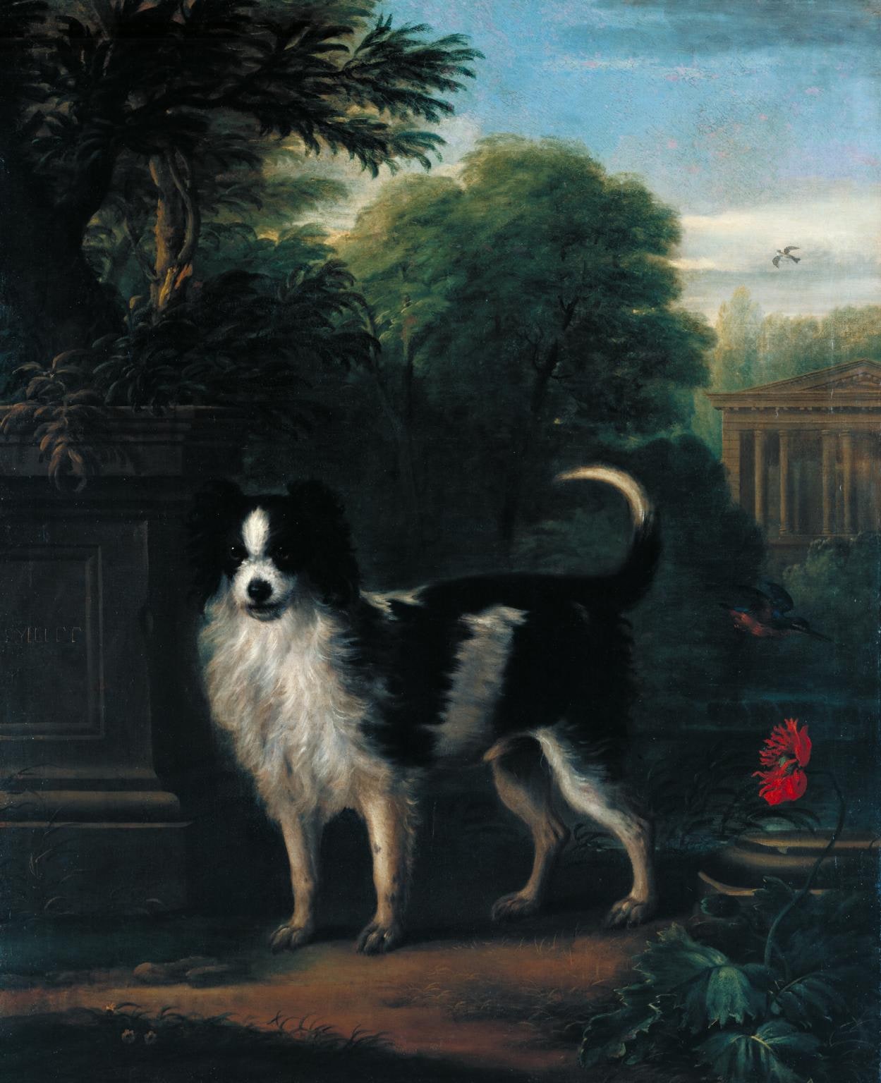 Muff, a Black and White Dog