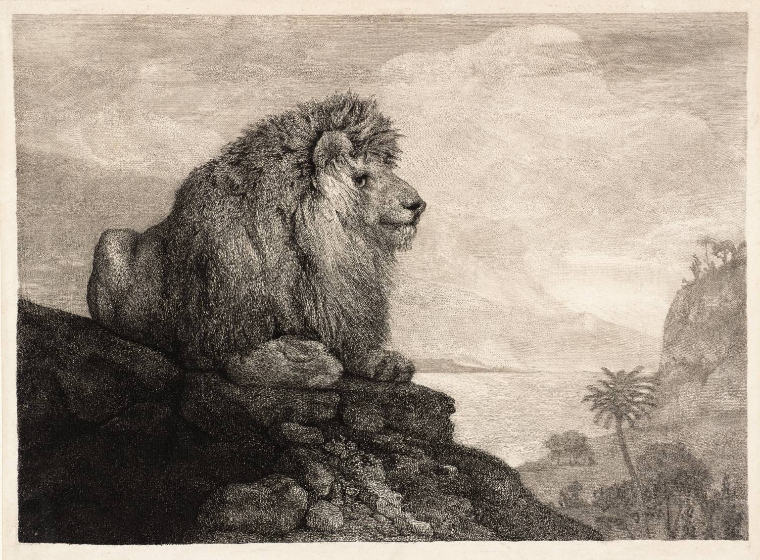 A Lion Resting on a Rock