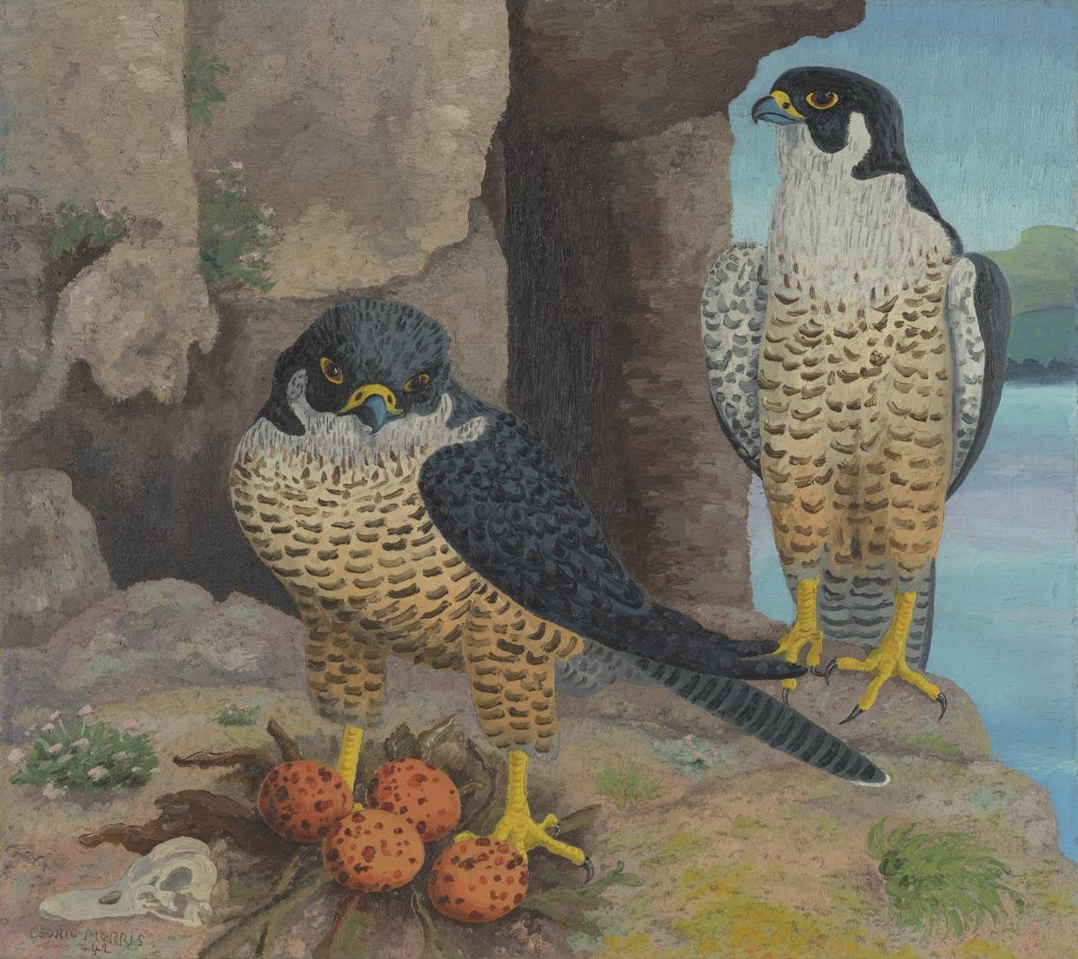 Peregrine Falcons