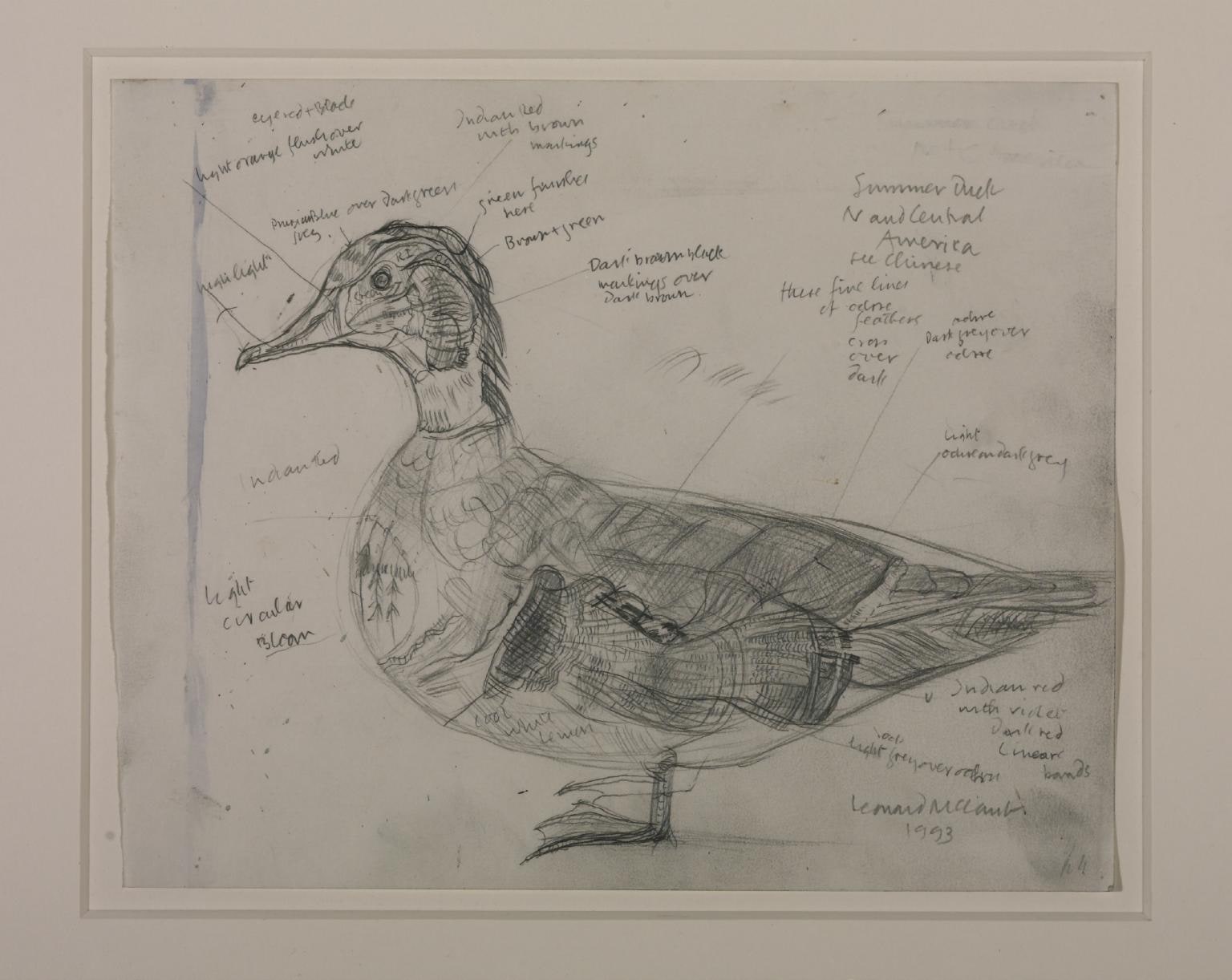 Duck