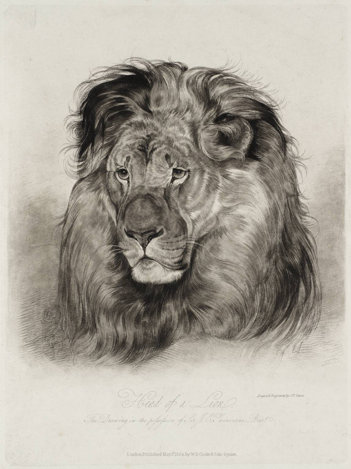 Head of a Lion