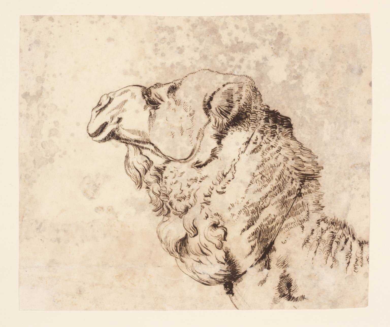 Head of a Dromedary