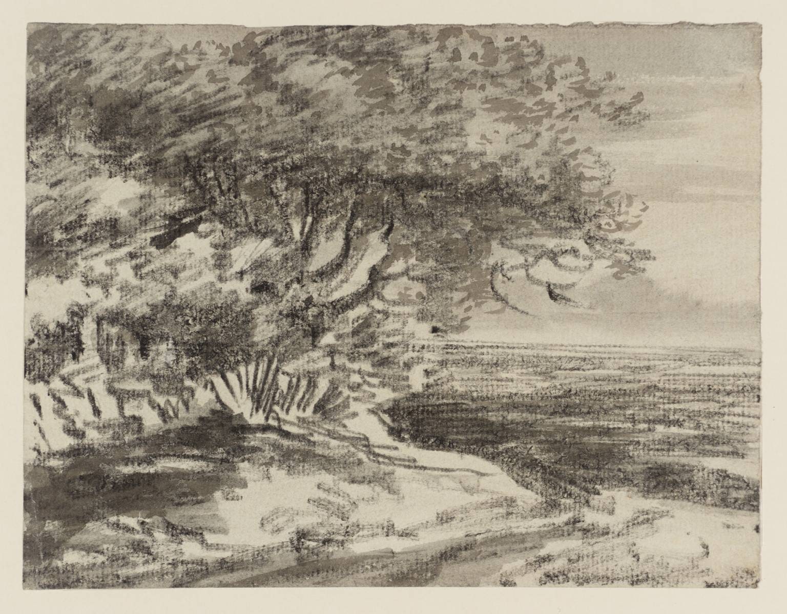 Trees and a Distant Plain