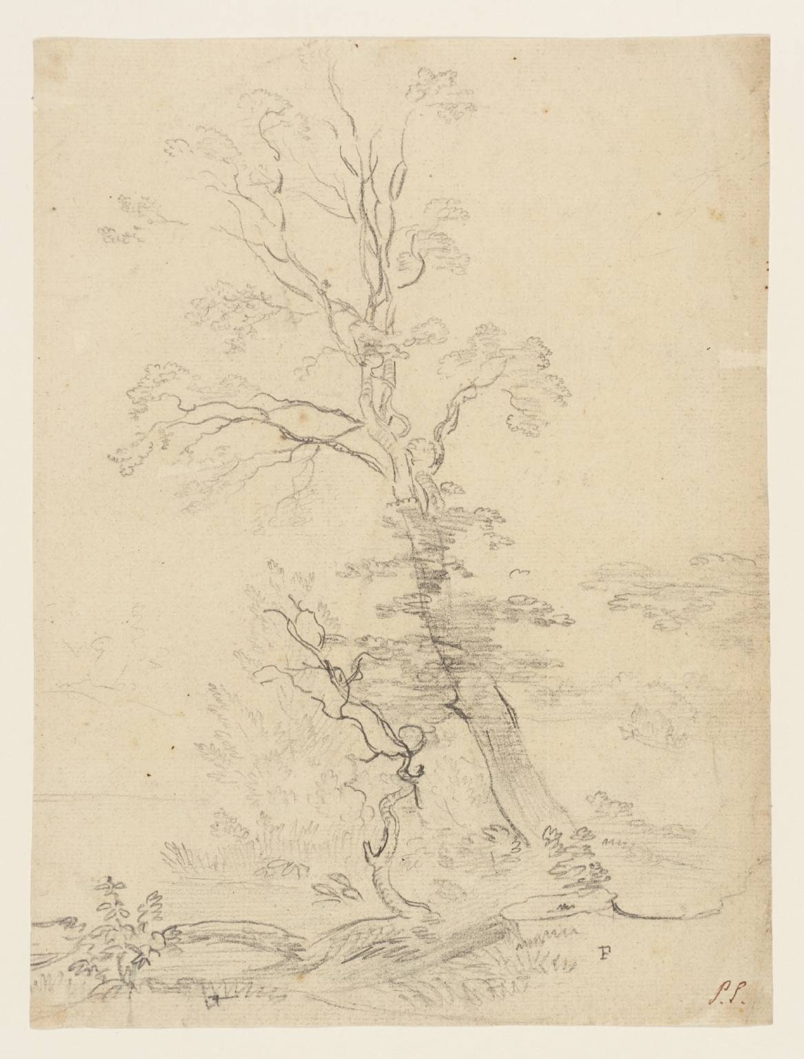 Study of a Tree