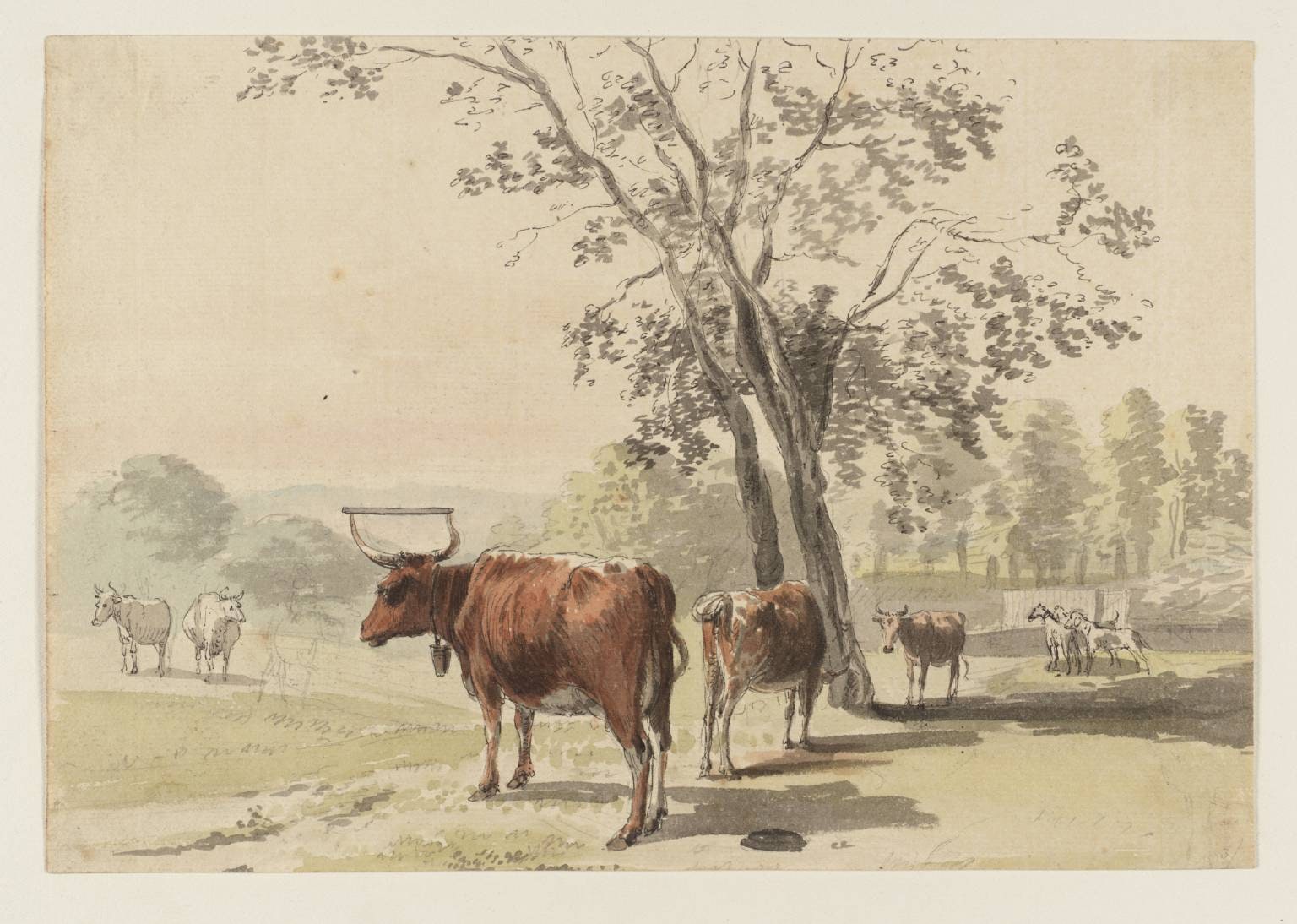 Cows in a Park
