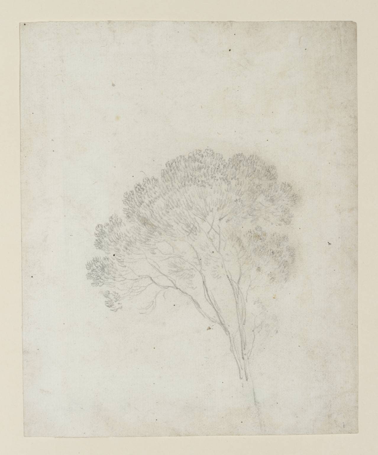 Tree Study