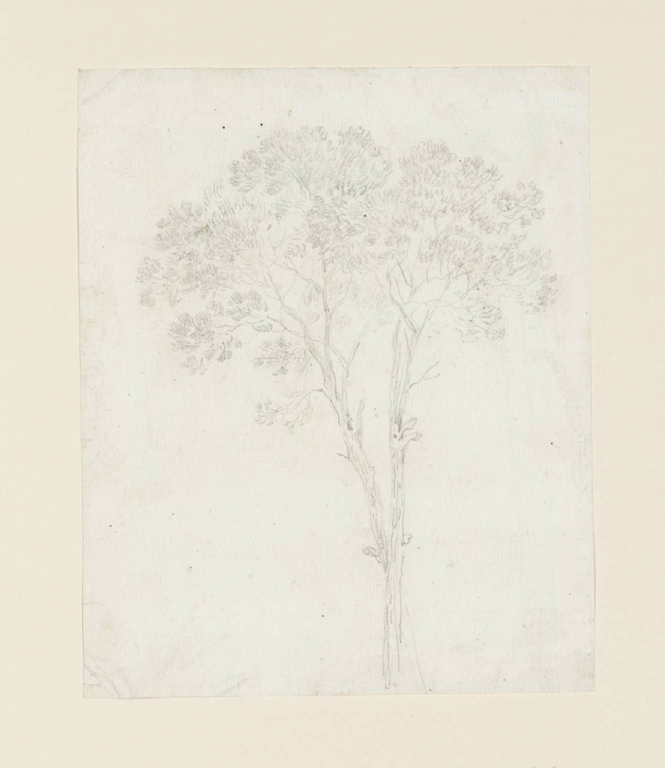 Tree Study