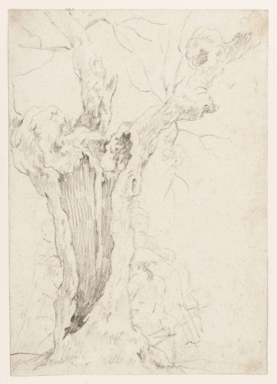 Tree Study