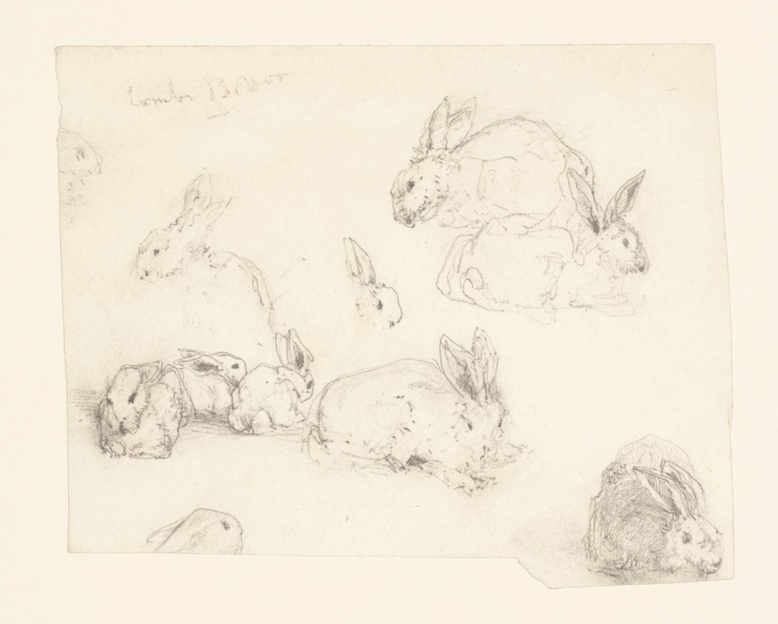 Studies of Rabbits