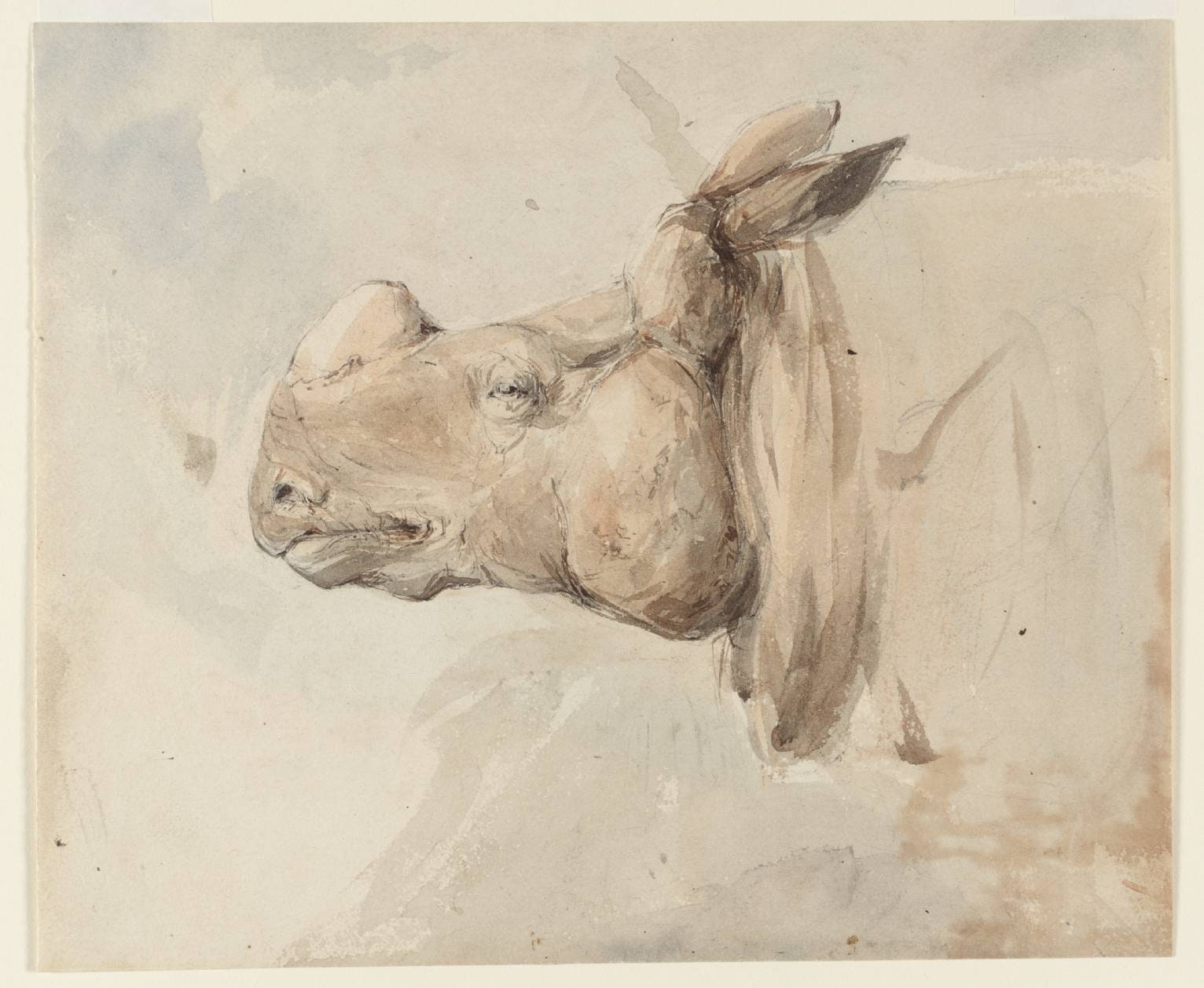 The Head of a Rhinoceros. Verso: Studies of a Peacock and Two Other Birds