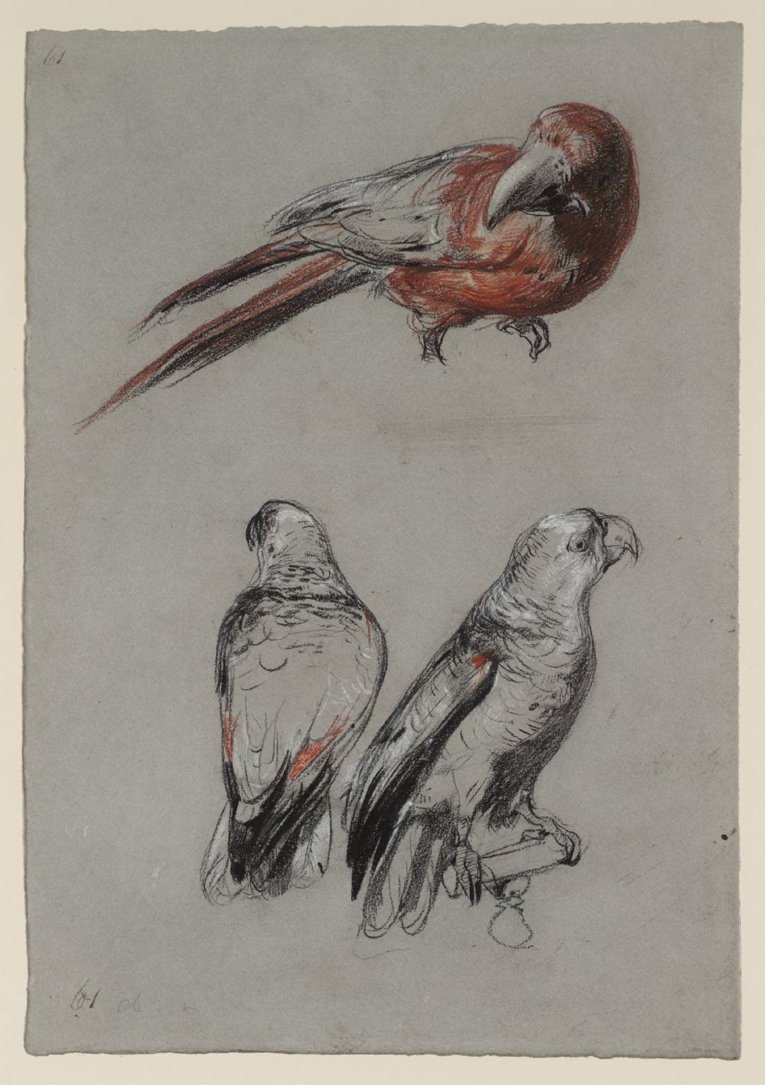 Three Parrots