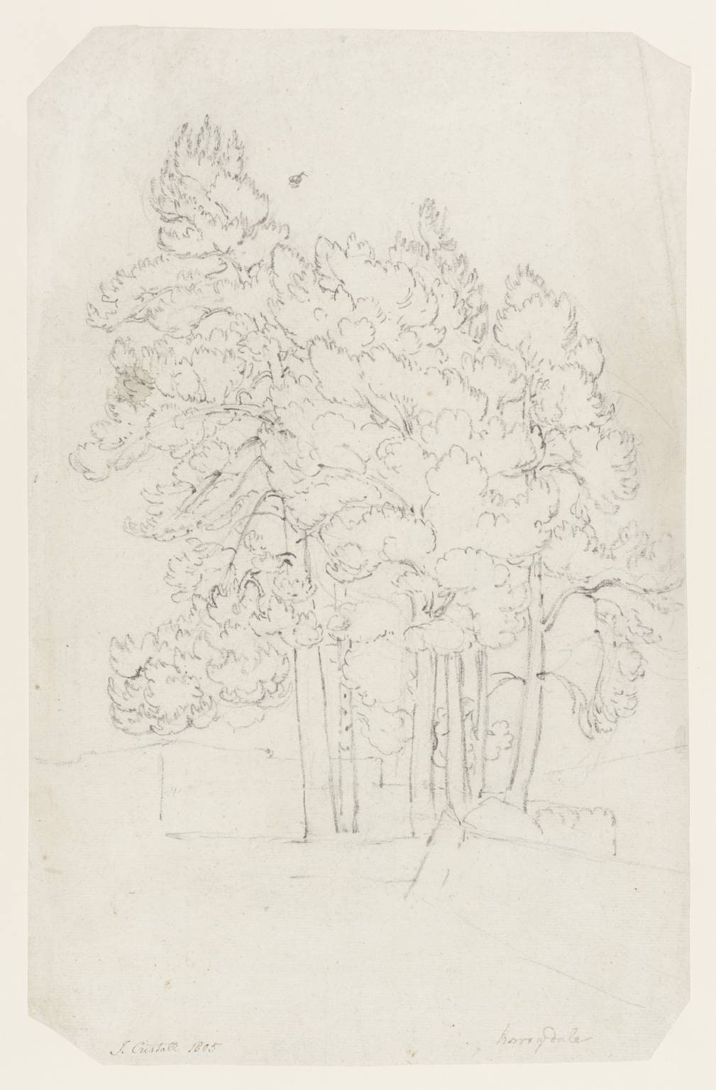 Pine Trees, Borrowdale