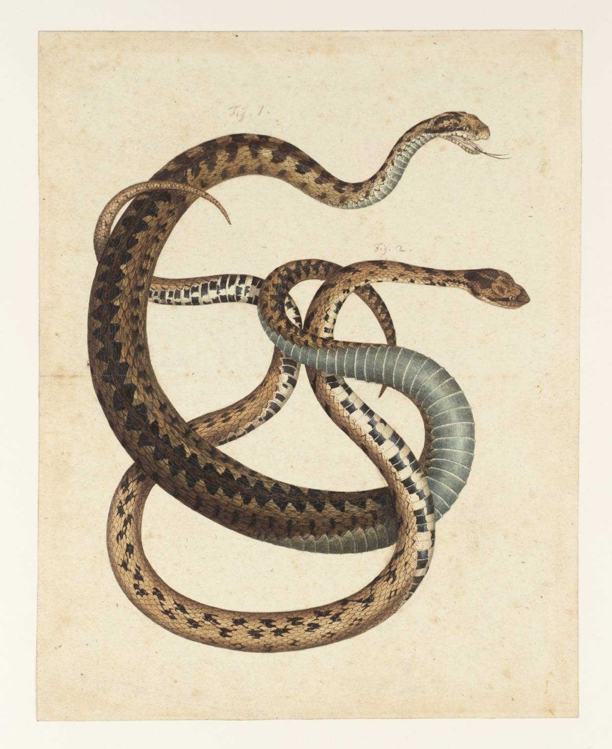 Two Snakes