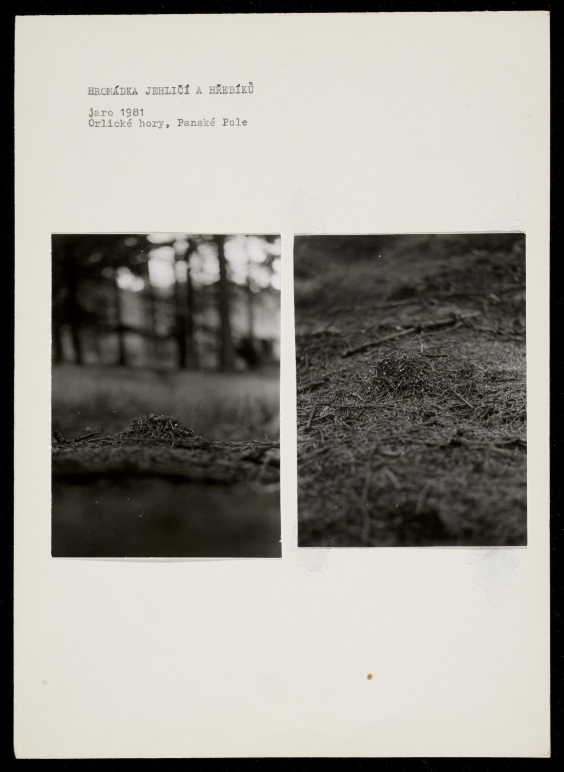 A Pile of Needles and Nails, Spring 1981, Orlické Mountains, Panské Pole