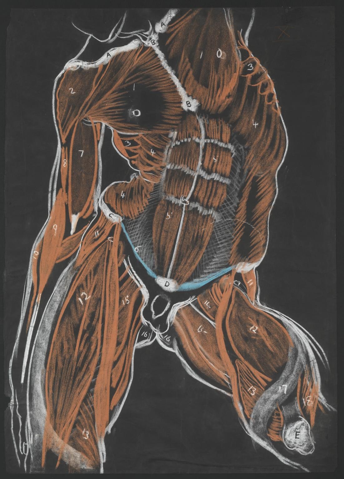 Anatomical Study, Male Torso