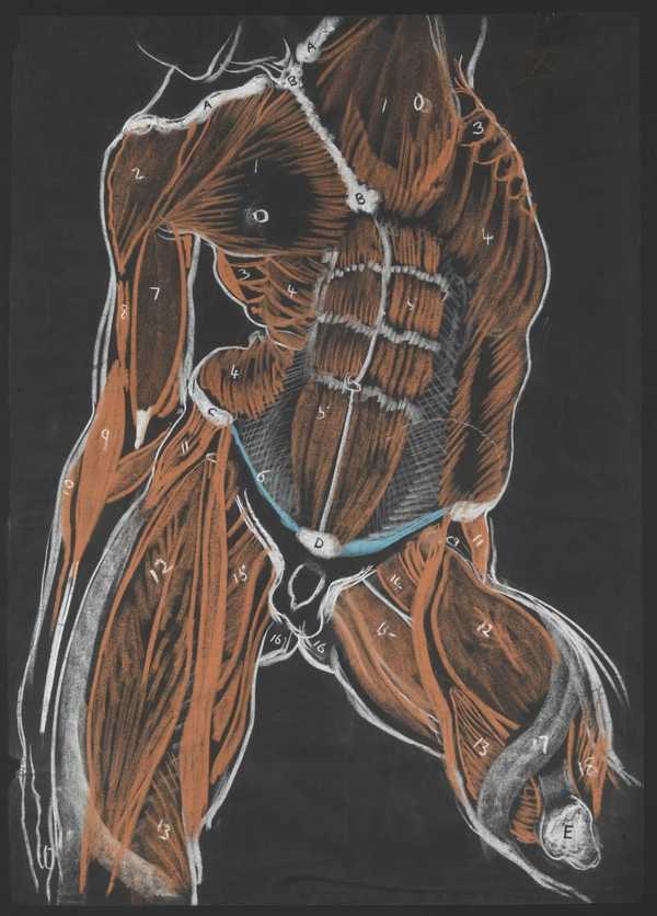 ‘Anatomical Study, Male Torso‘, Sir William Orpen, c.1906 | Tate