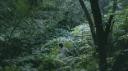 Pteridophilia I
