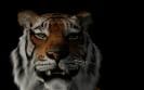 2 or 3 Tigers